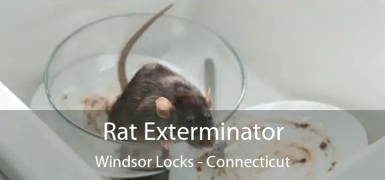 Rat Exterminator Windsor Locks - Connecticut