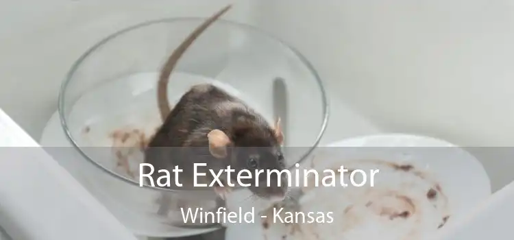 Rat Exterminator Winfield - Kansas