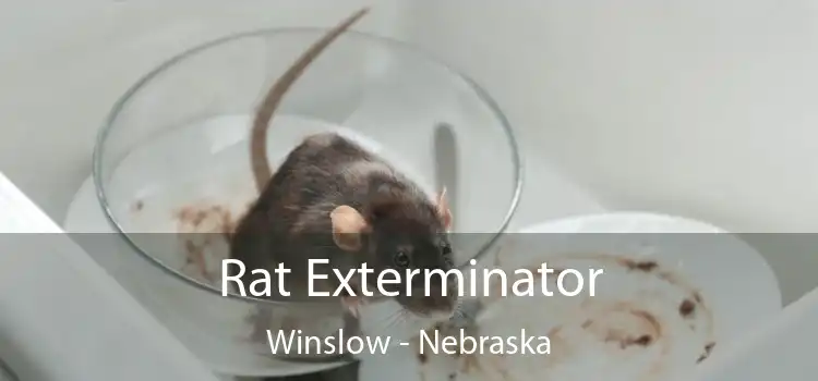 Rat Exterminator Winslow - Nebraska