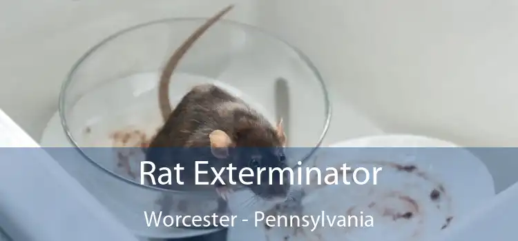 Rat Exterminator Worcester - Pennsylvania