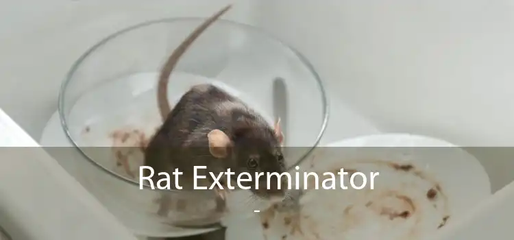 Rat Exterminator  - 