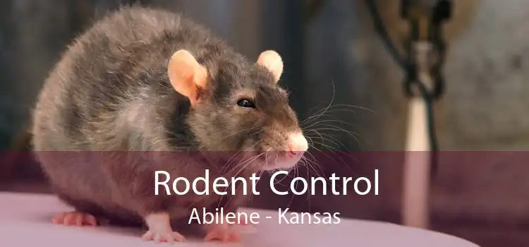 Rodent Control Abilene - Kansas