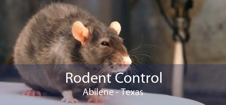 Rodent Control Abilene - Texas