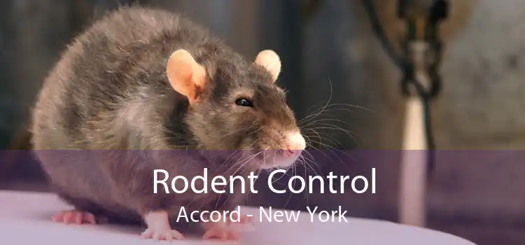 Rodent Control Accord - New York