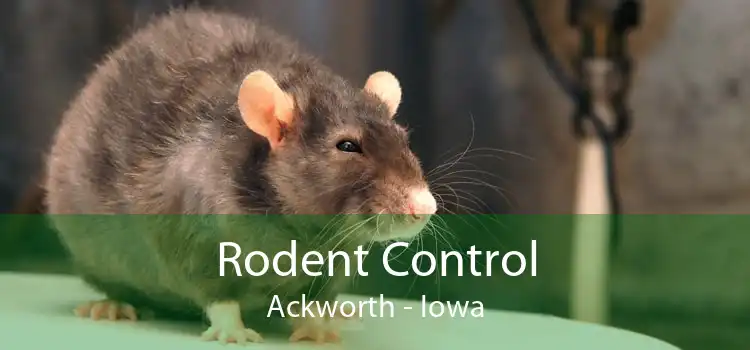 Rodent Control Ackworth - Iowa