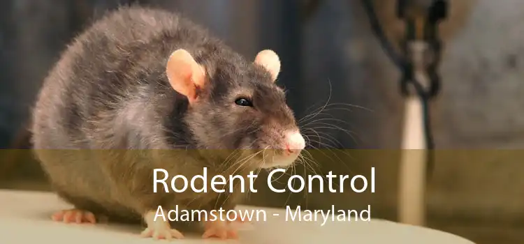 Rodent Control Adamstown - Maryland