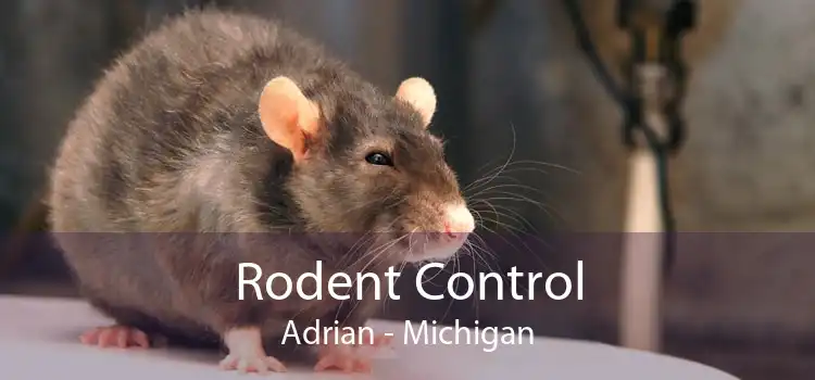 Rodent Control Adrian - Michigan