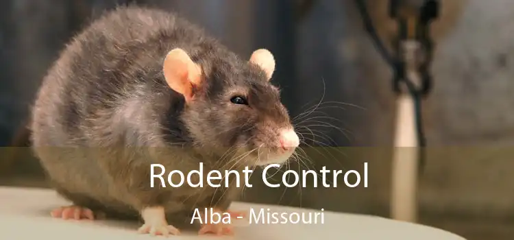 Rodent Control Alba - Missouri