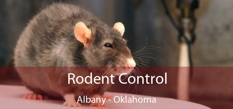 Rodent Control Albany - Oklahoma