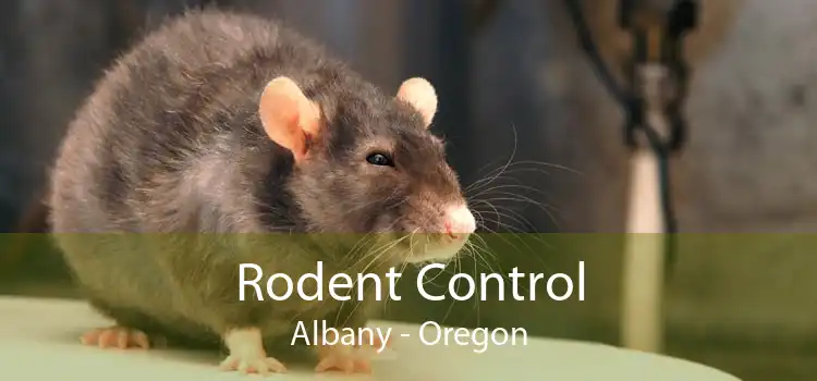 Rodent Control Albany - Oregon