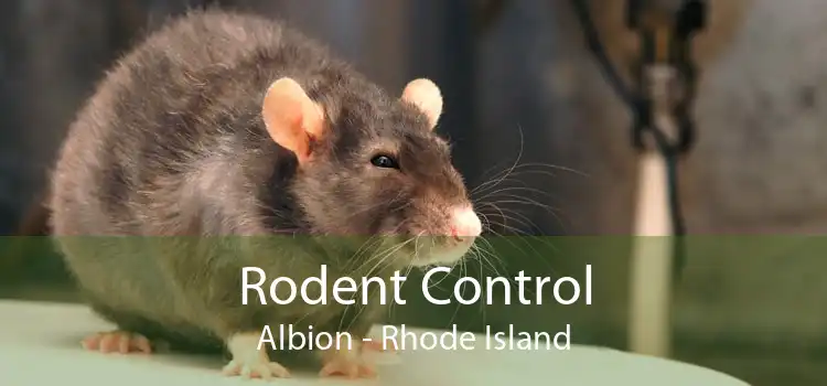 Rodent Control Albion - Rhode Island