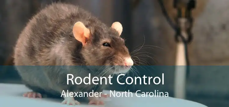 Rodent Control Alexander - North Carolina
