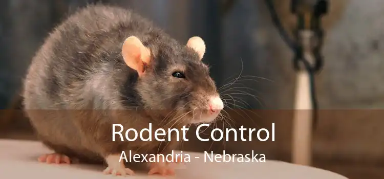 Rodent Control Alexandria - Nebraska