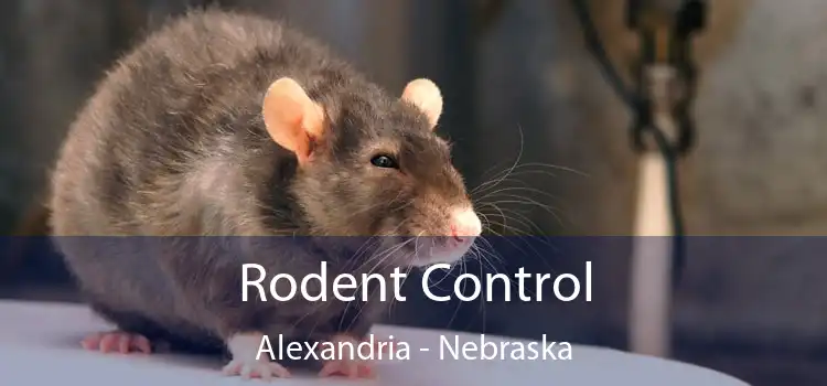 Rodent Control Alexandria - Nebraska