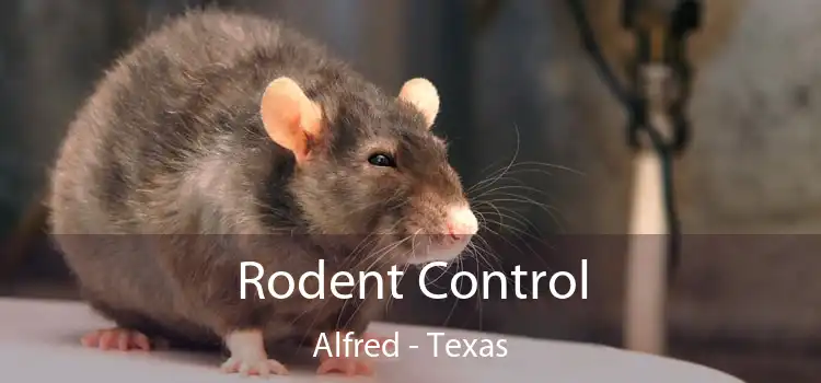 Rodent Control Alfred - Texas