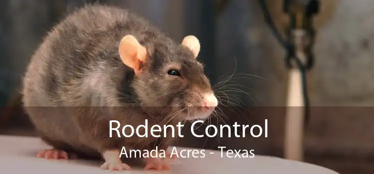 Rodent Control Amada Acres - Texas