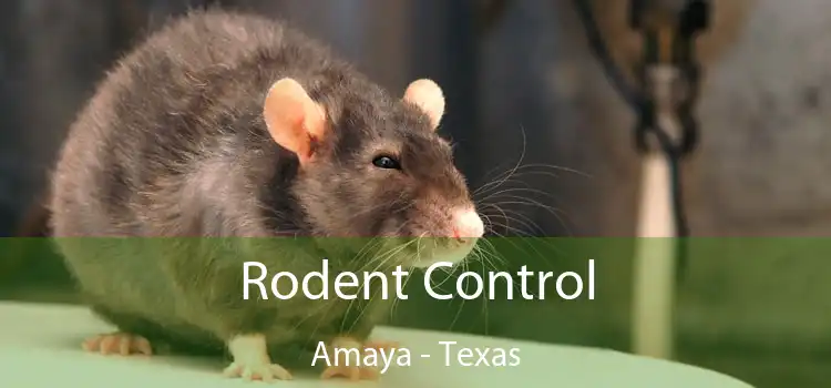 Rodent Control Amaya - Texas