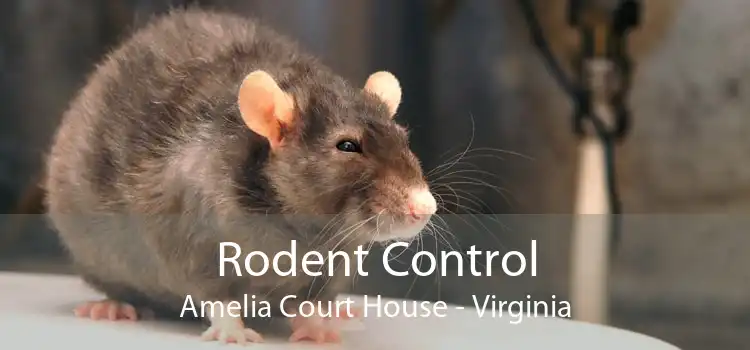 Rodent Control Amelia Court House - Virginia