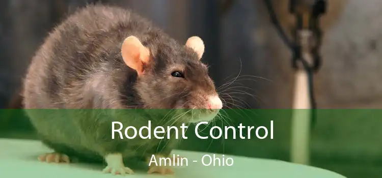 Rodent Control Amlin - Ohio