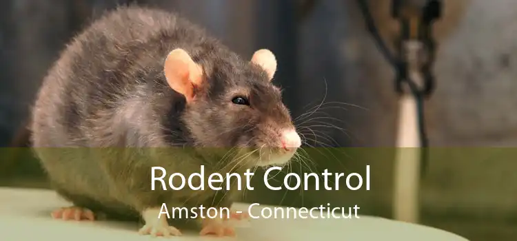 Rodent Control Amston - Connecticut