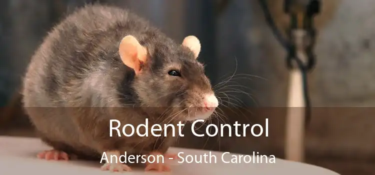 Rodent Control Anderson - South Carolina