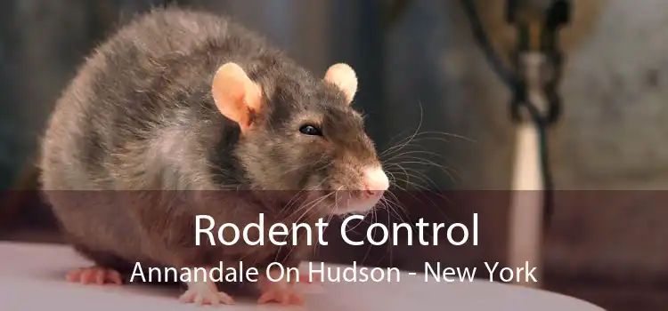 Rodent Control Annandale On Hudson - New York