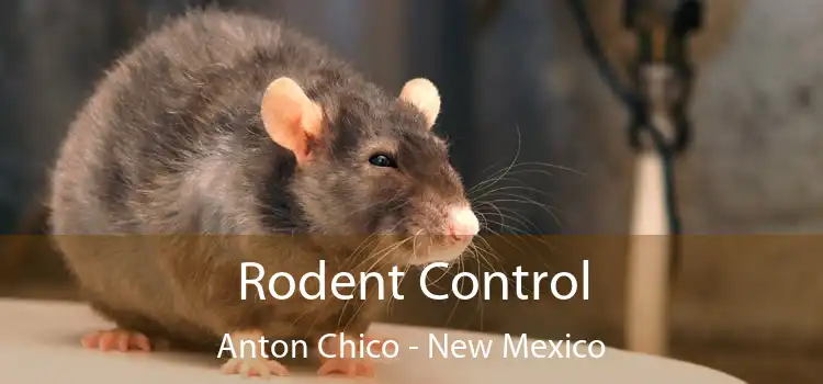 Rodent Control Anton Chico - New Mexico