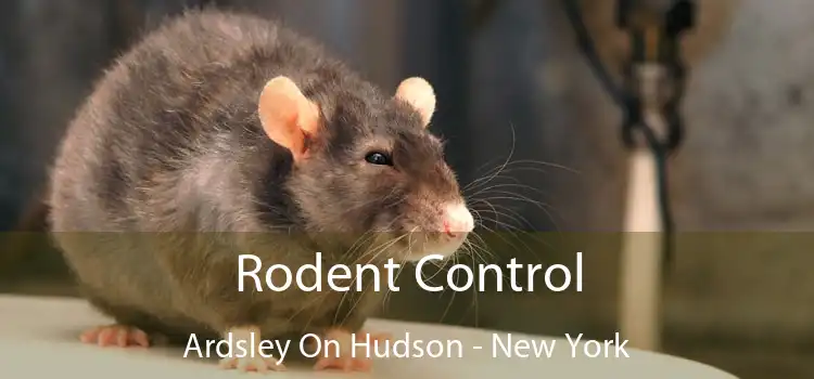 Rodent Control Ardsley On Hudson - New York