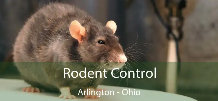 Rodent Control Arlington - Ohio