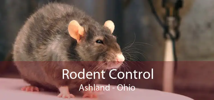 Rodent Control Ashland - Ohio