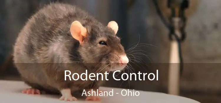 Rodent Control Ashland - Ohio