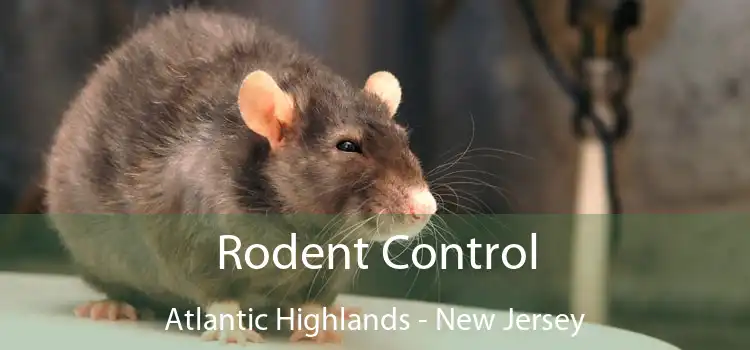 Rodent Control Atlantic Highlands - New Jersey