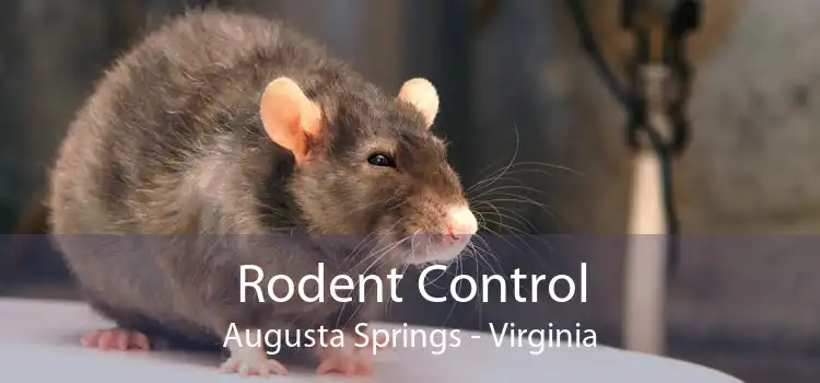 Rodent Control Augusta Springs - Virginia