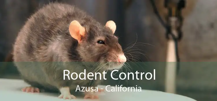 Rodent Control Azusa - California