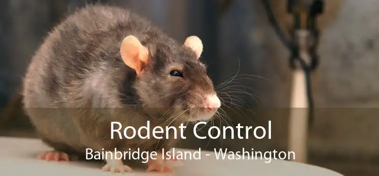 Rodent Control Bainbridge Island - Washington