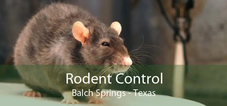 Rodent Control Balch Springs - Texas
