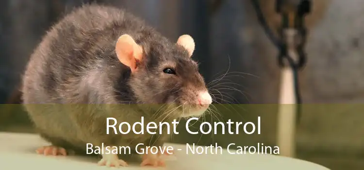 Rodent Control Balsam Grove - North Carolina