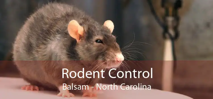 Rodent Control Balsam - North Carolina