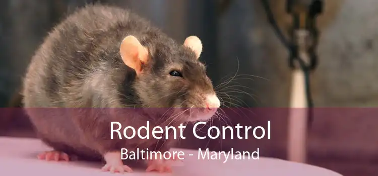 Rodent Control Baltimore - Maryland