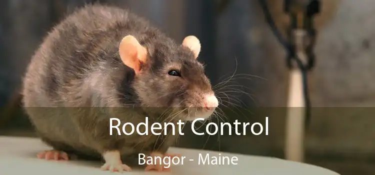 Rodent Control Bangor - Maine