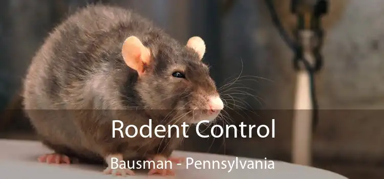 Rodent Control Bausman - Pennsylvania