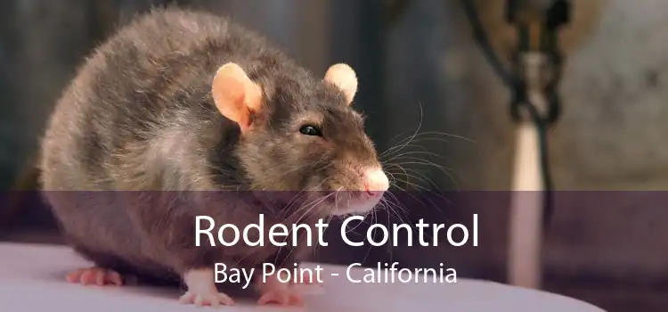 Rodent Control Bay Point - California