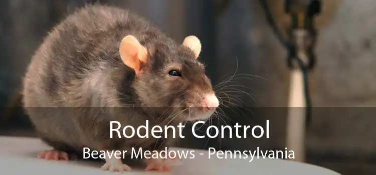 Rodent Control Beaver Meadows - Pennsylvania