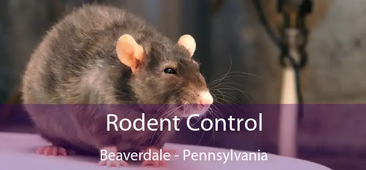 Rodent Control Beaverdale - Pennsylvania