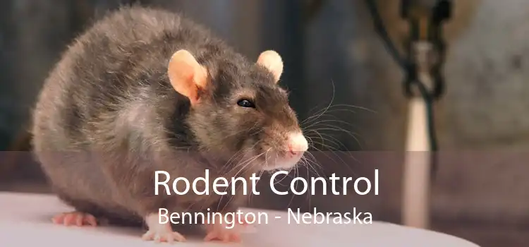 Rodent Control Bennington - Nebraska