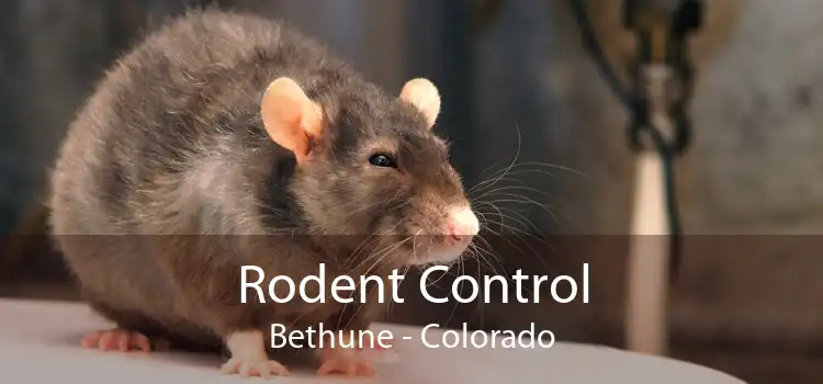 Rodent Control Bethune - Colorado