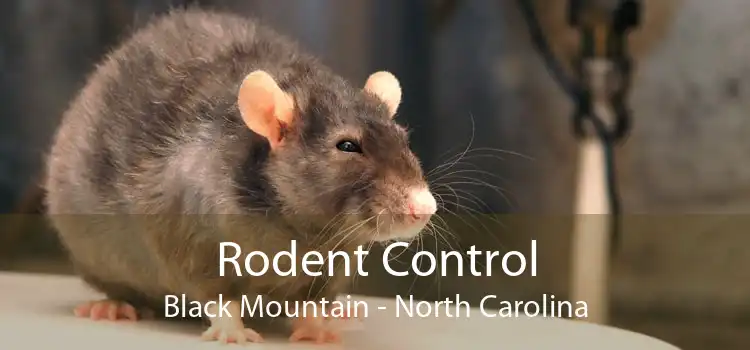 Rodent Control Black Mountain - North Carolina