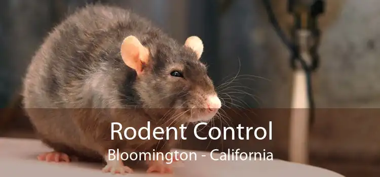 Rodent Control Bloomington - California
