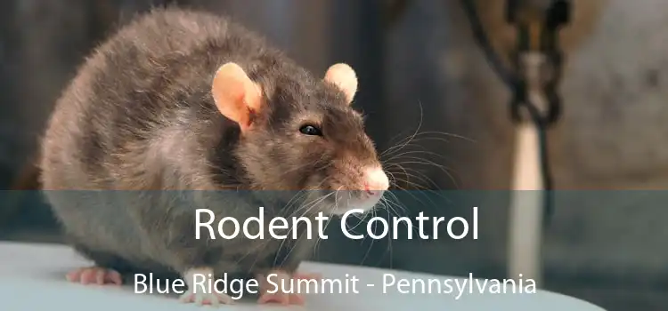 Rodent Control Blue Ridge Summit - Pennsylvania
