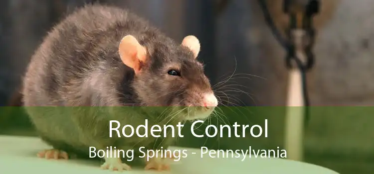 Rodent Control Boiling Springs - Pennsylvania